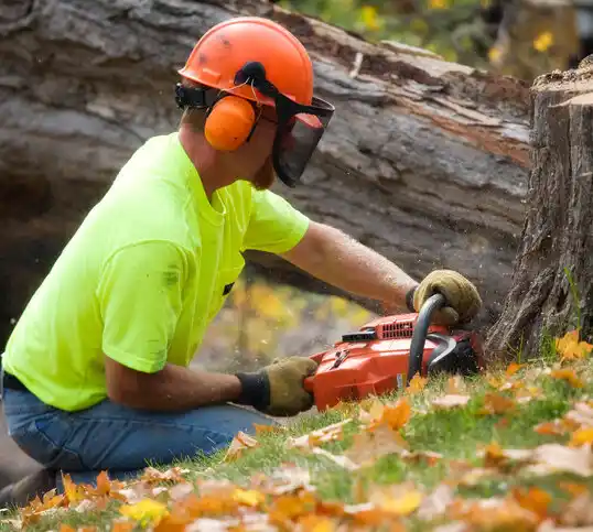 tree services Bird Island